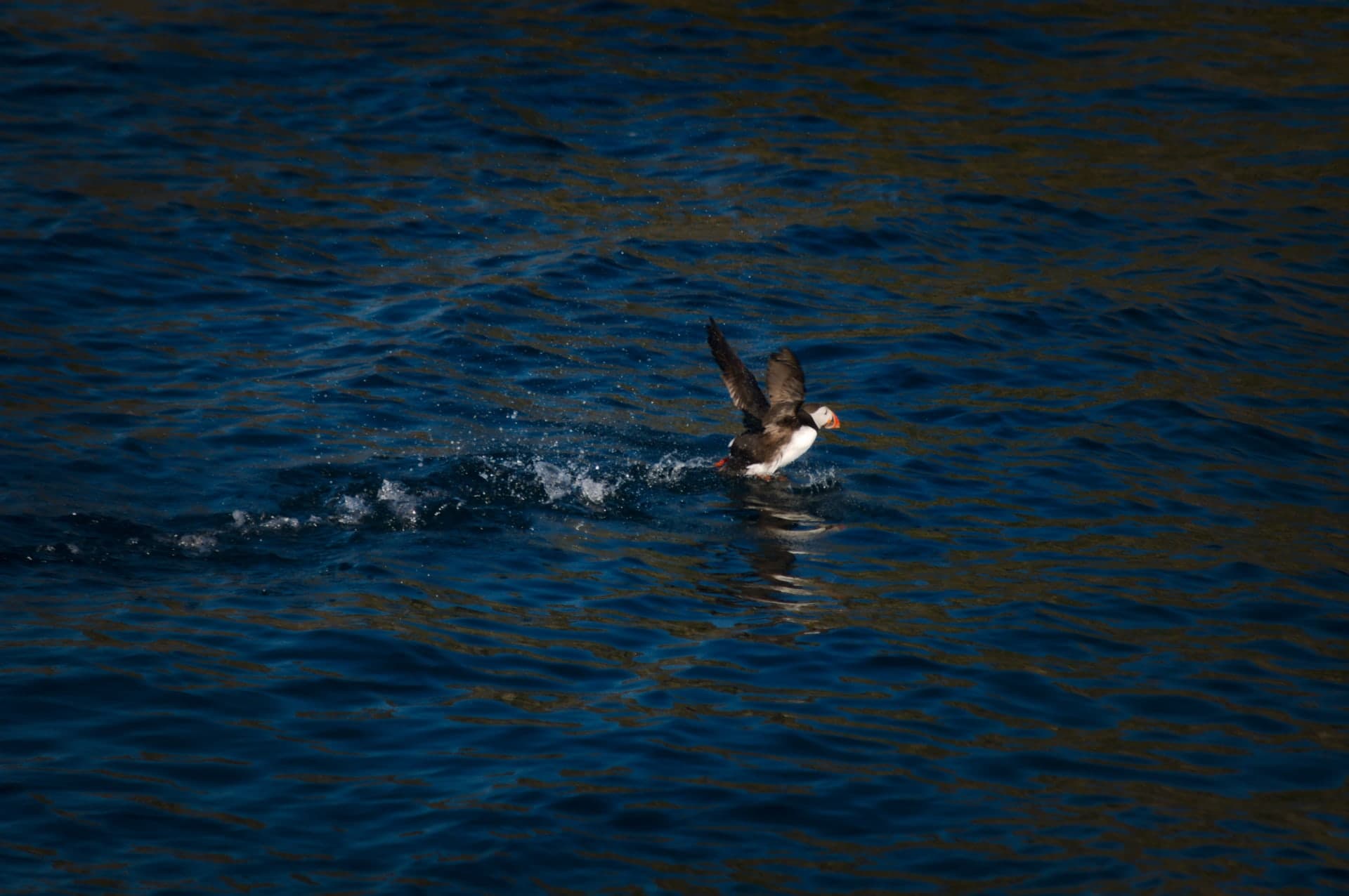 _DSC0258_c3rzof